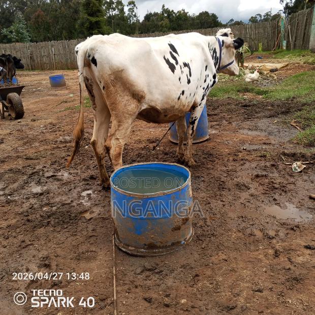 Frisian Dairy Cow - thumbnail 2