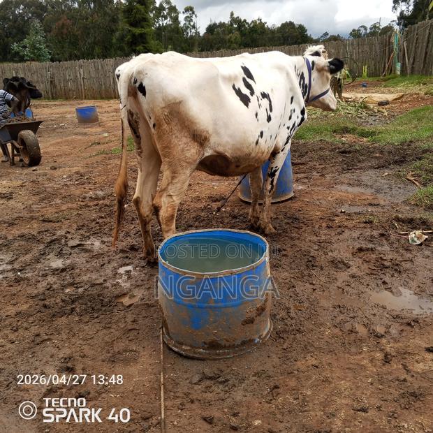 Frisian Dairy Cow - thumbnail 3