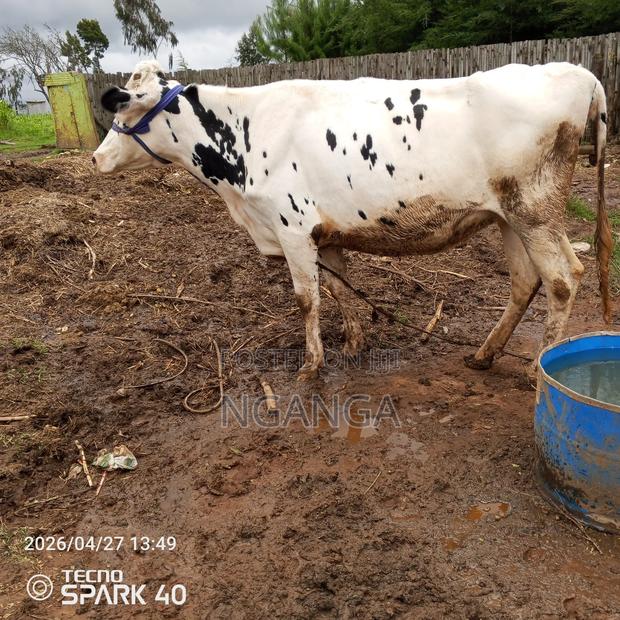 Frisian Dairy Cow - thumbnail 4