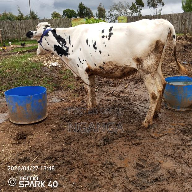 Frisian Dairy Cow - thumbnail 5