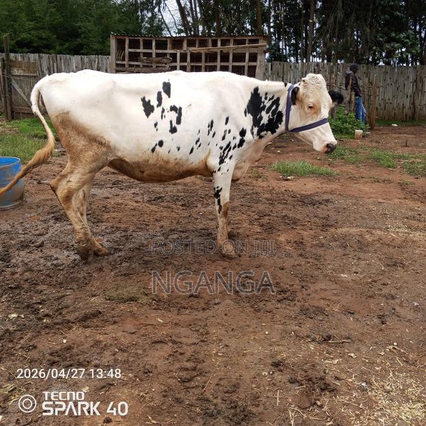 Frisian Dairy Cow - thumbnail 6