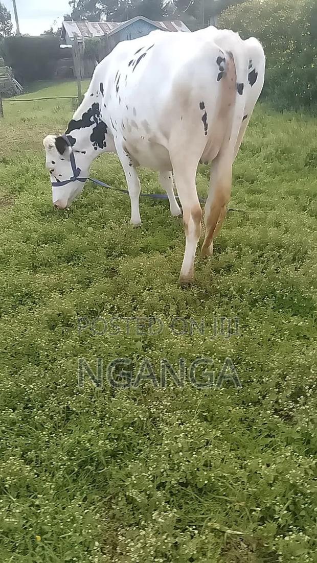 Frisian Dairy Cow - thumbnail 7