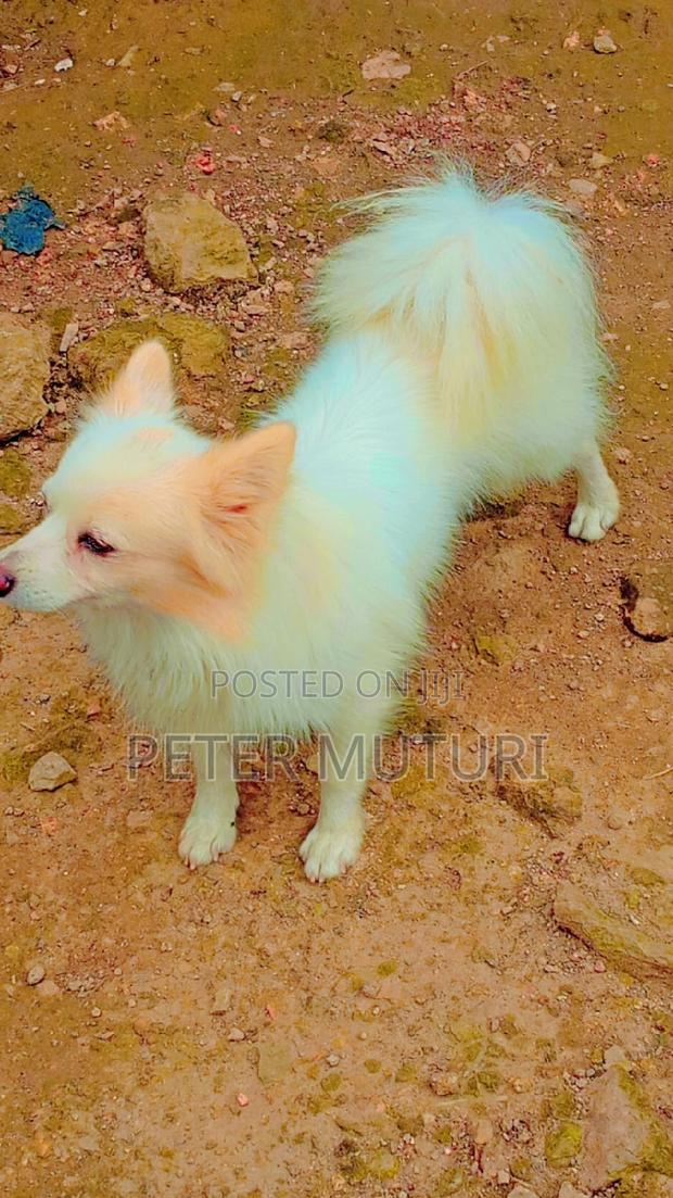 6-12 months Male Purebred Japanese Spitz