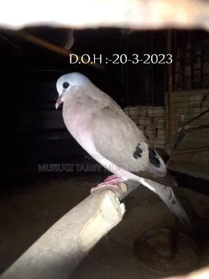 Wild Pigeon