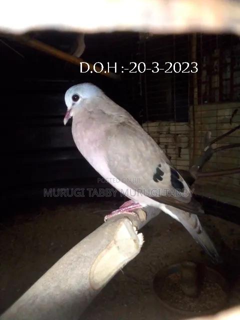 Wild Pigeon