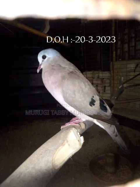 Wild Pigeon