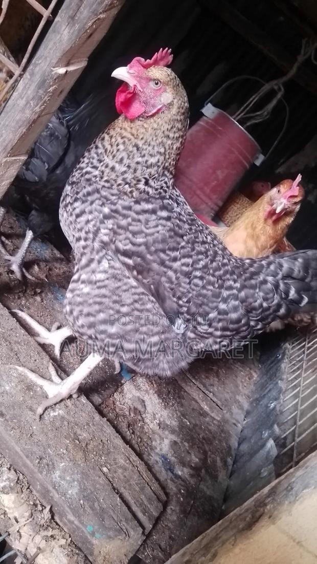 Pure Kienyeji Chickens