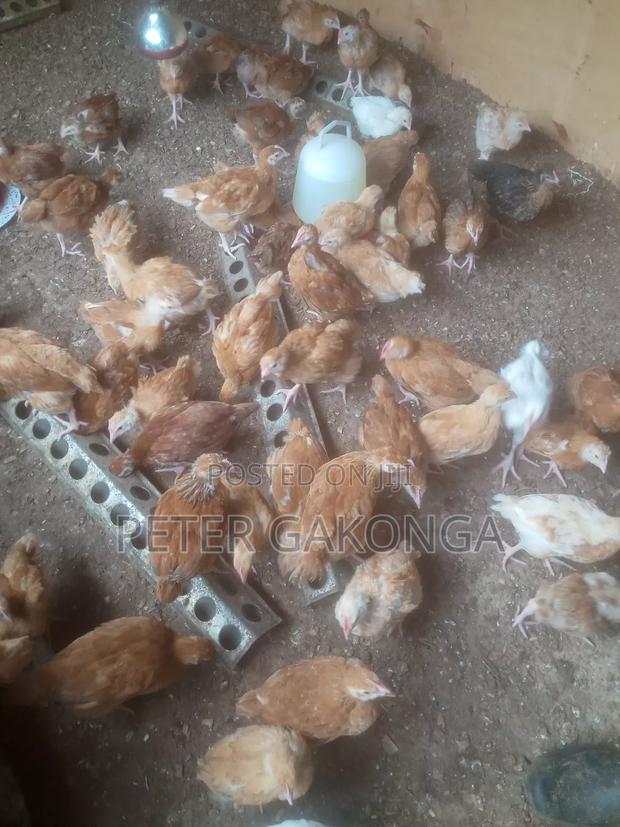 Sasso Chicks 6 Weeks Old Vaccinated to Date.
