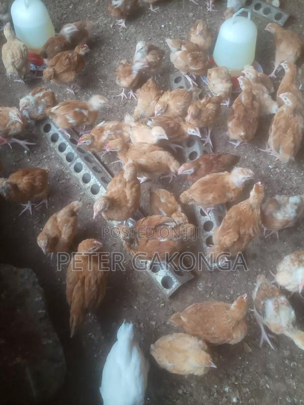 Sasso Chicks 6 Weeks Old Vaccinated to Date. - thumbnail 2