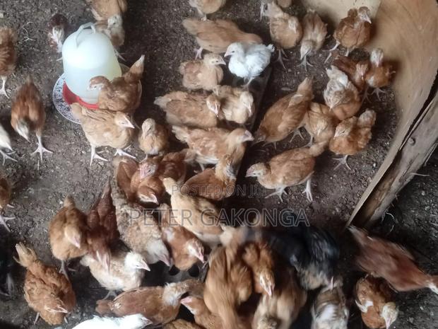 Sasso Chicks 6 Weeks Old Vaccinated to Date. - thumbnail 3