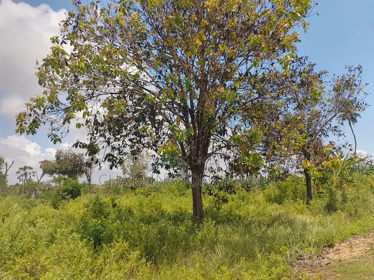 14 Acres | Fertile Green | 4th Row Galu-Kinondo | Road Access