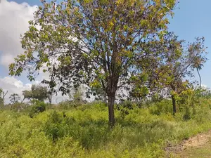 14 Acres | Fertile Green | 4th Row Galu-Kinondo | Road Access