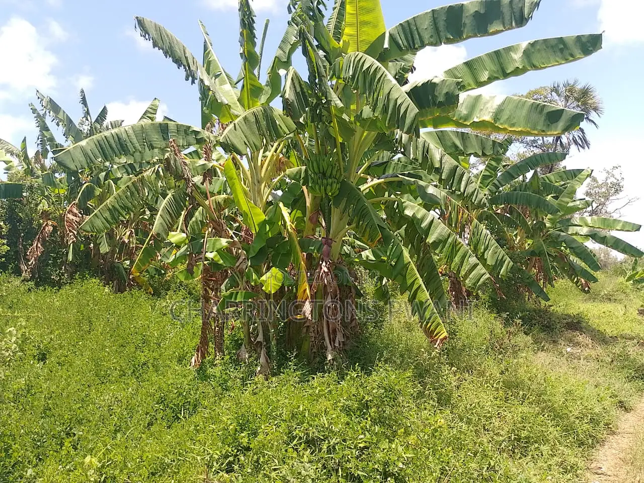 14 Acres | Fertile Green | 4th Row Galu-Kinondo | Road Access