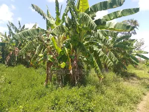 14 Acres | Fertile Green | 4th Row Galu-Kinondo | Road Access