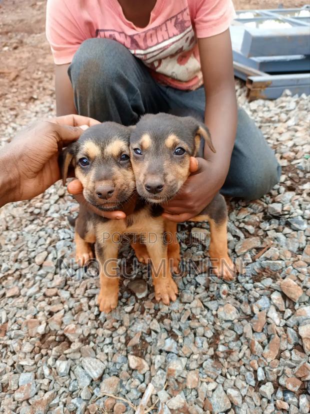 1-3 months Male Purebred Dog