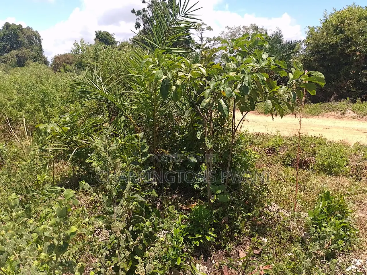 1.25 Acre Corner Plot | 3rd Row Galu-Kinondo | 3 Mins to Beach
