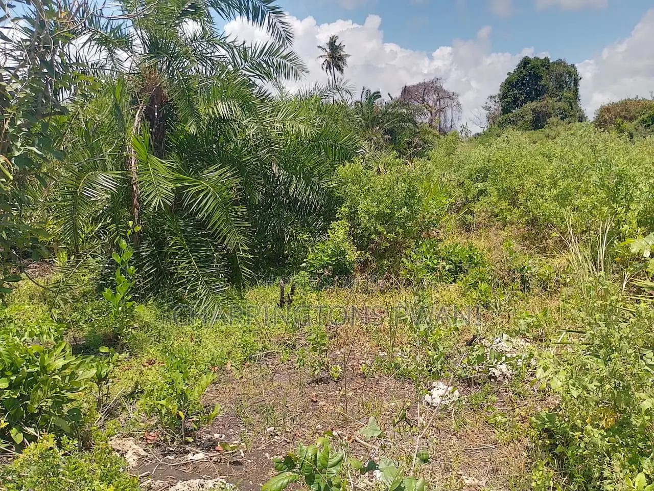 1.25 Acre Corner Plot | 3rd Row Galu-Kinondo | 3 Mins to Beach