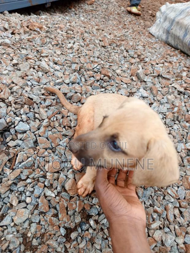 1-3 months Female Purebred Dog - main view