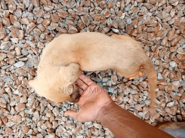 1-3 months Female Purebred Dog - thumbnail 2
