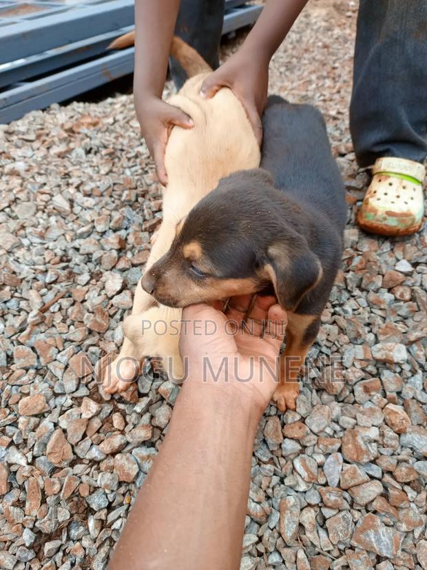 1-3 months Female Purebred Dog - thumbnail 3