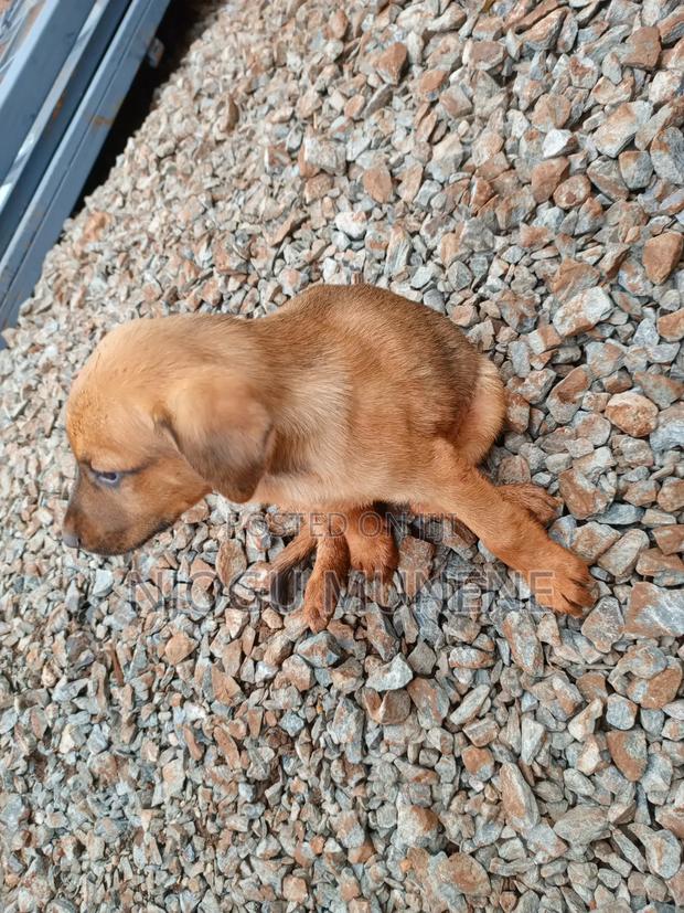 1-3 months Male Purebred Dog