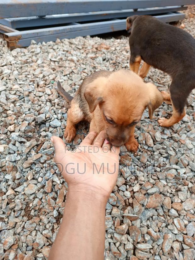 1-3 months Male Purebred Dog - thumbnail 2