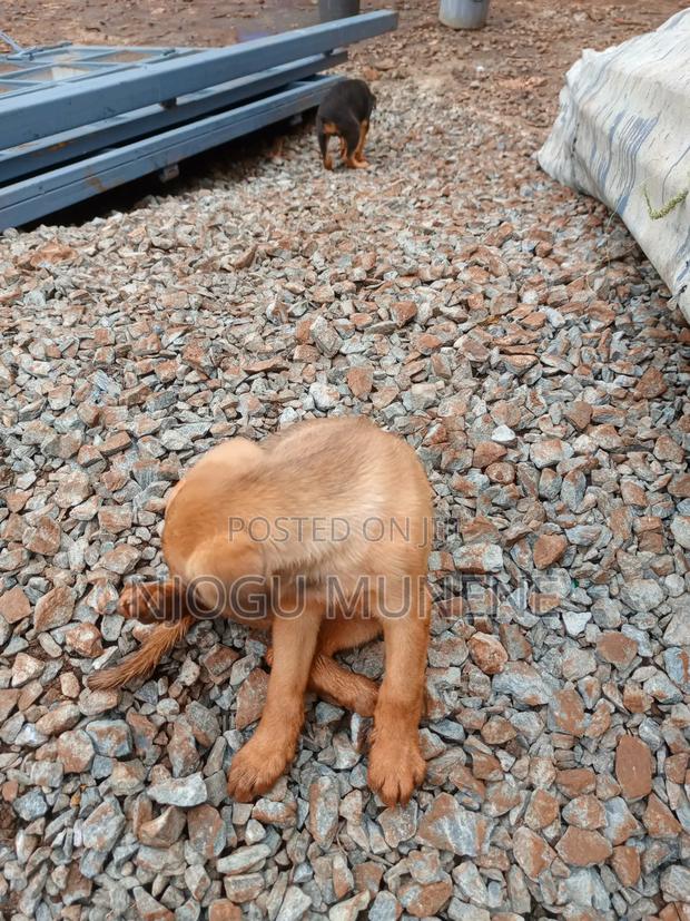 1-3 months Male Purebred Dog - thumbnail 3