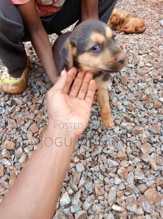 1-3 months Male Purebred Dog