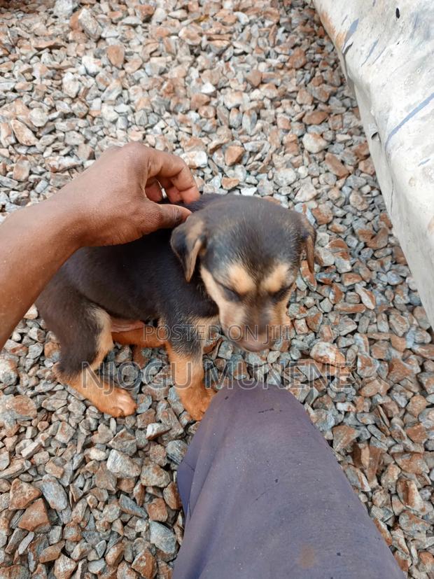 1-3 months Male Purebred Dog - thumbnail 2