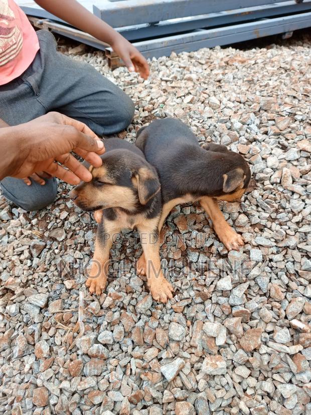 1-3 months Male Purebred Dog - thumbnail 3