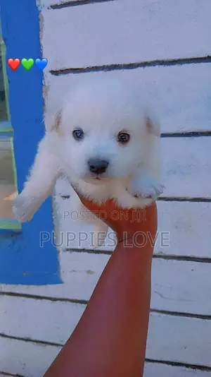 1-3 months Male Purebred Japanese Spitz
