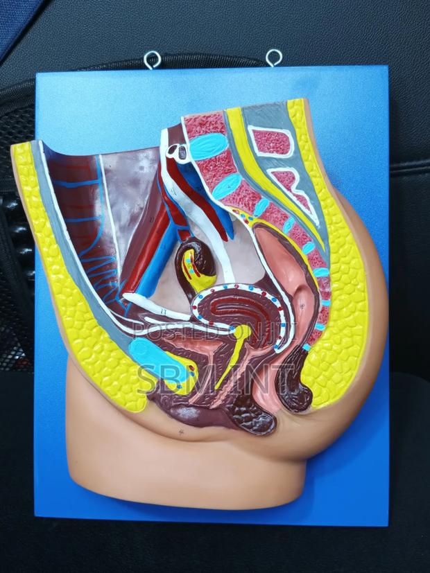 Median Section of Female Pelvis
