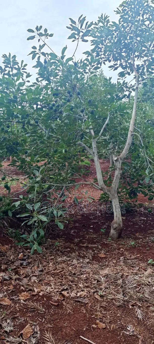 1 Acre With Mature Avocado Trees