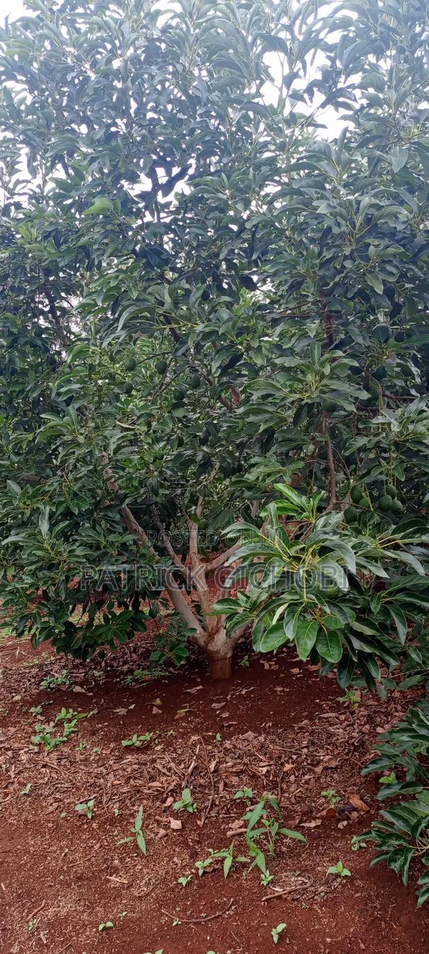 1 Acre With Mature Avocado Trees - thumbnail 3