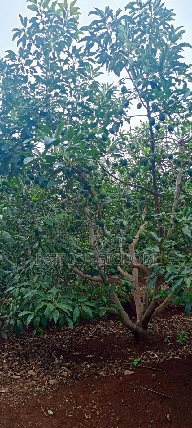 1 Acre With Mature Avocado Trees - thumbnail 4