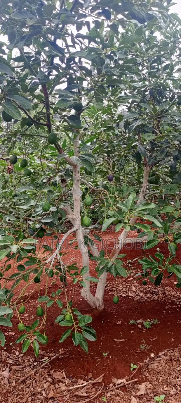 1 Acre With Mature Avocado Trees - thumbnail 5