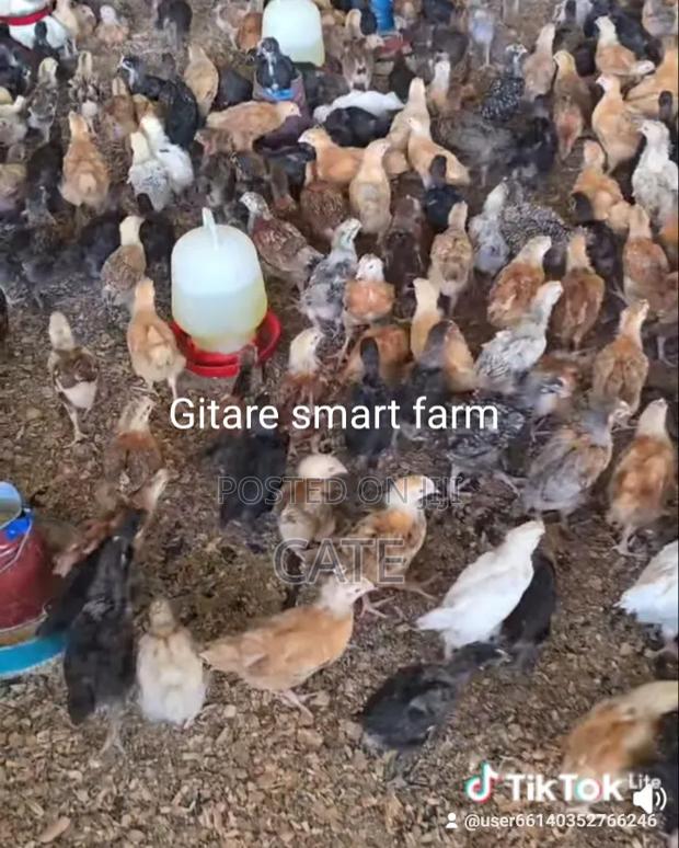 Gitare Smart Farm