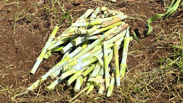 Juncao (Chinese Magic Grass) Cuttings - thumbnail 2