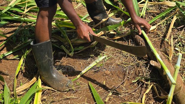 Juncao (Chinese Magic Grass) Cuttings - thumbnail 3