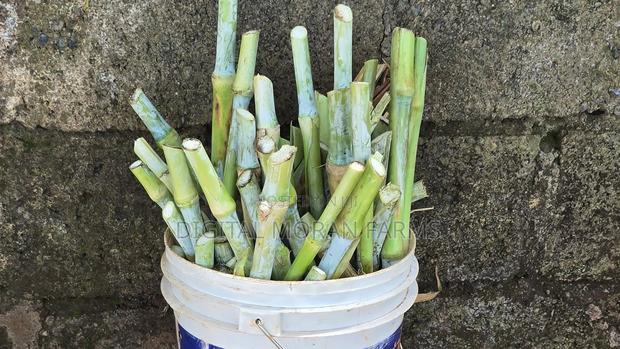 Juncao (Chinese Magic Grass) Cuttings - thumbnail 4