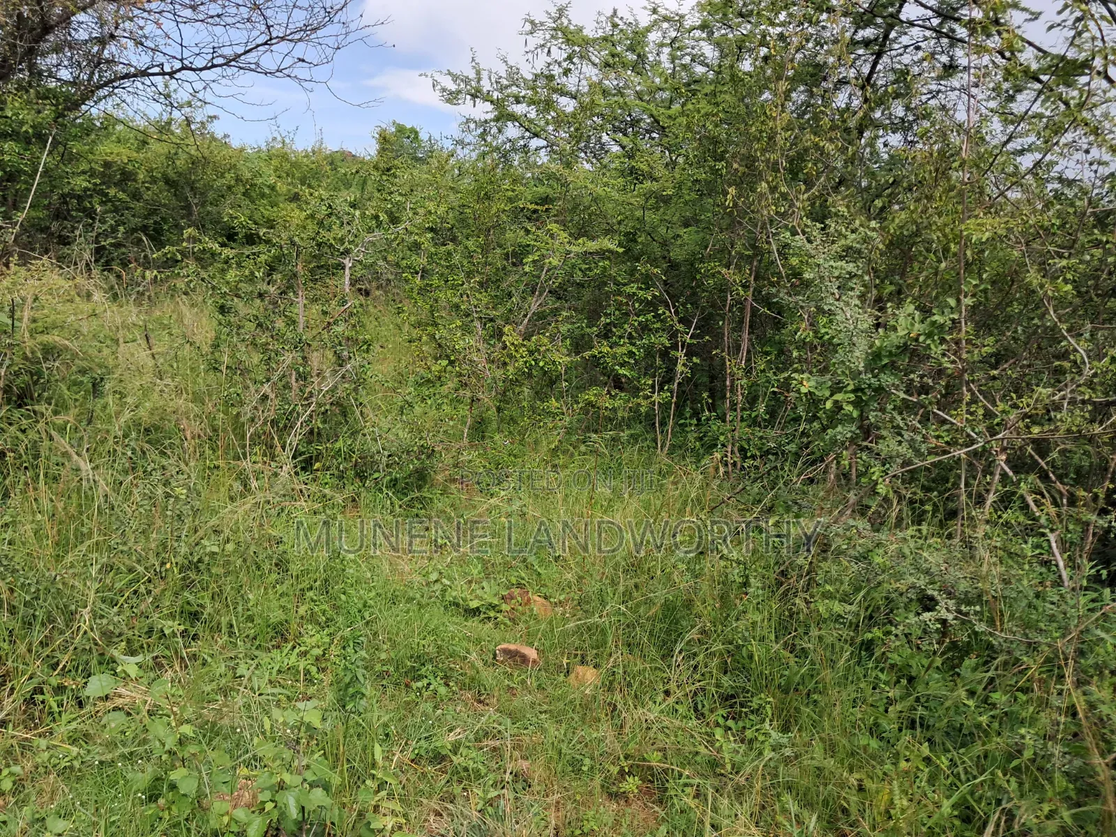 Embu County, Kiambere 3 Acres Grazing Land