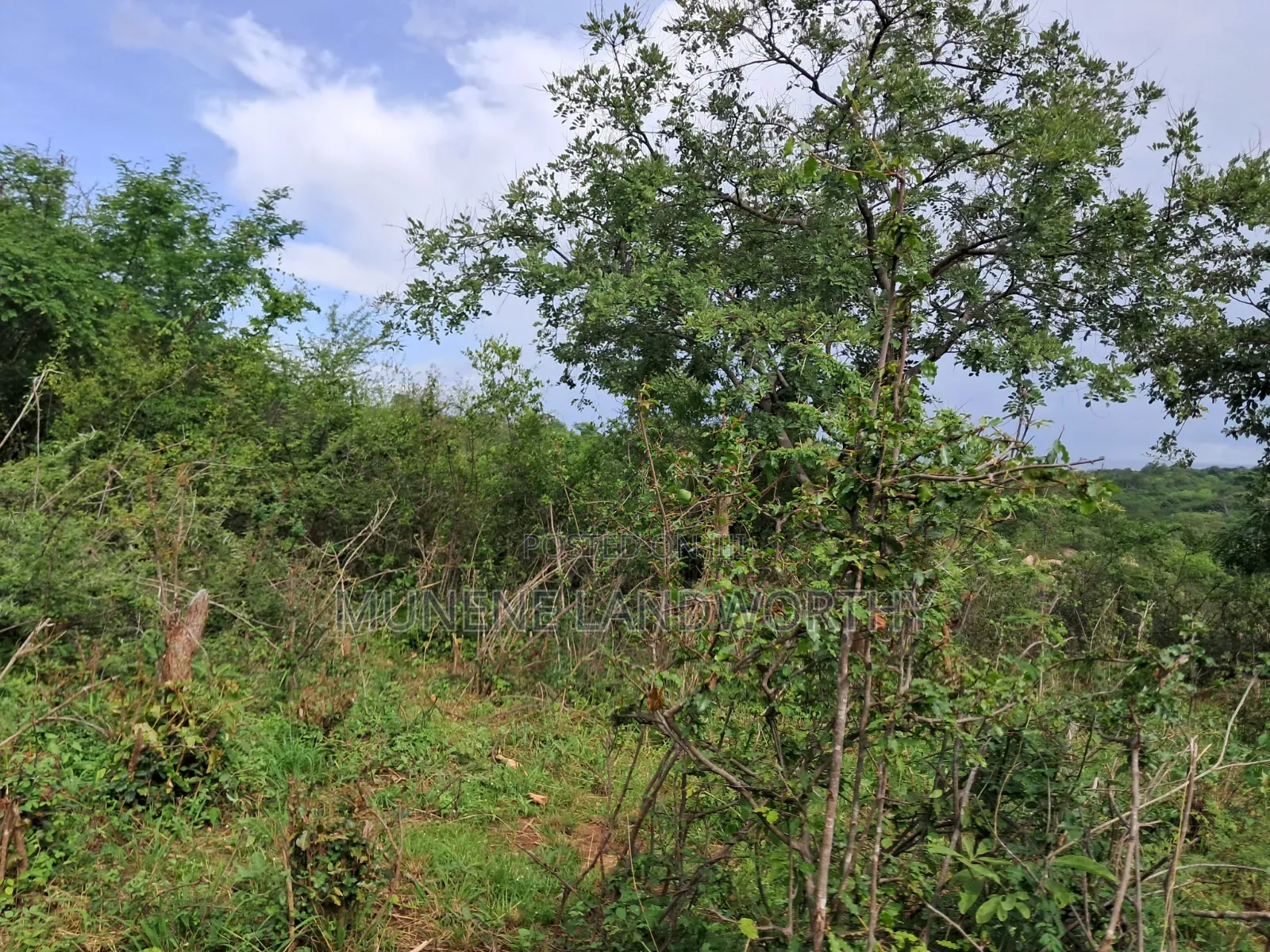 Embu County, Kiambere 3 Acres Grazing Land