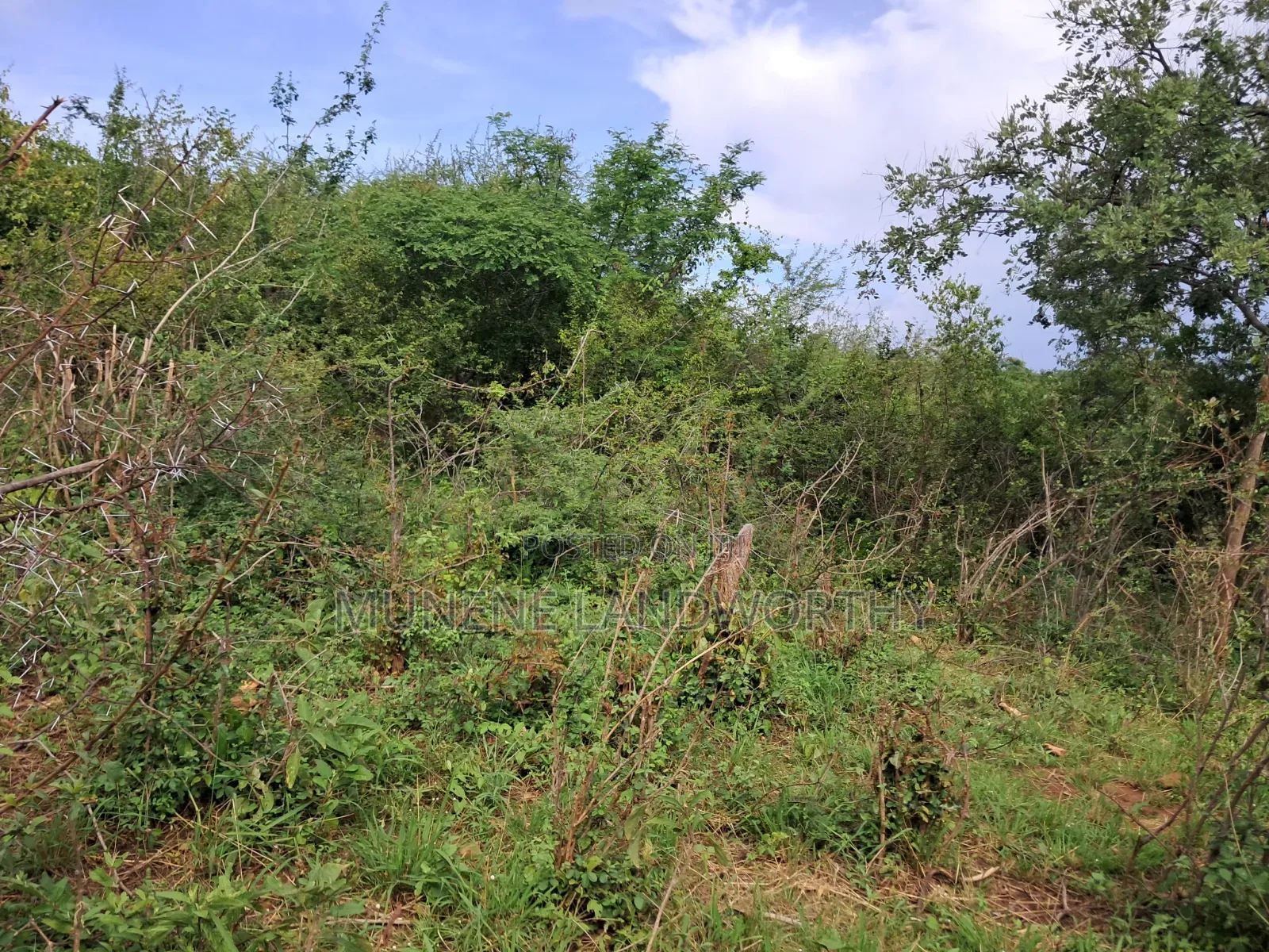 Embu County, Kiambere 3 Acres Grazing Land
