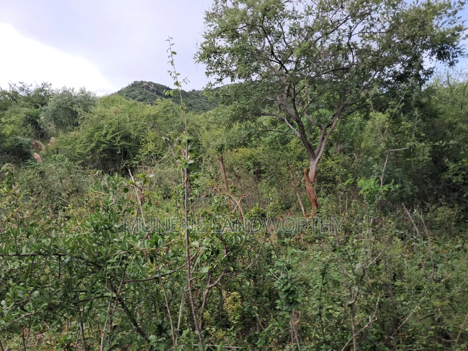 Embu County, Kiambere 3 Acres Grazing Land