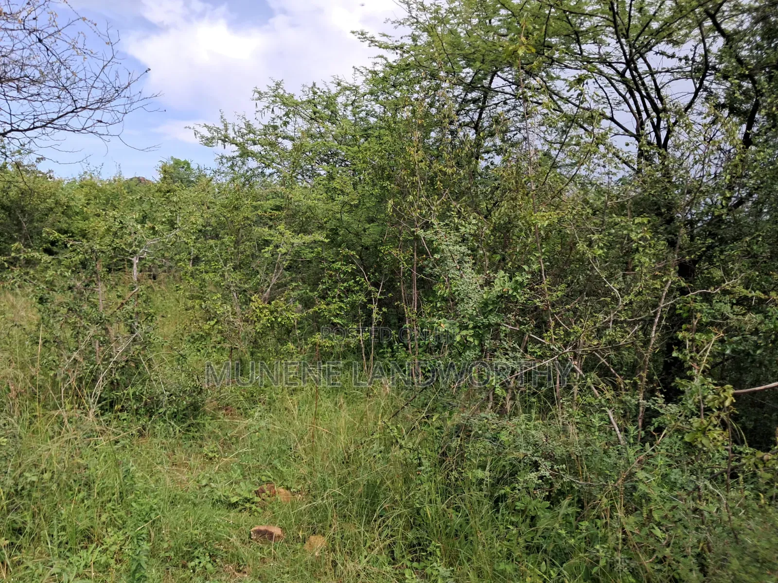 Embu County, Kiambere 3 Acres Grazing Land