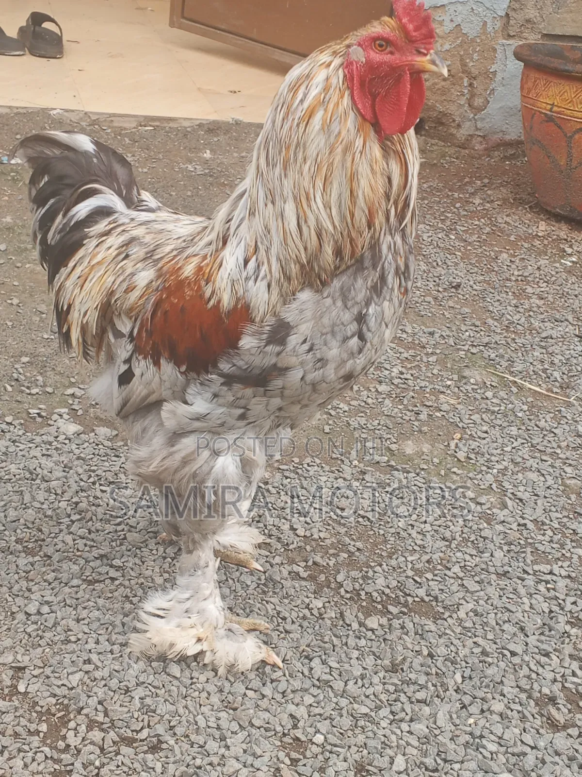 Brahma Chicken