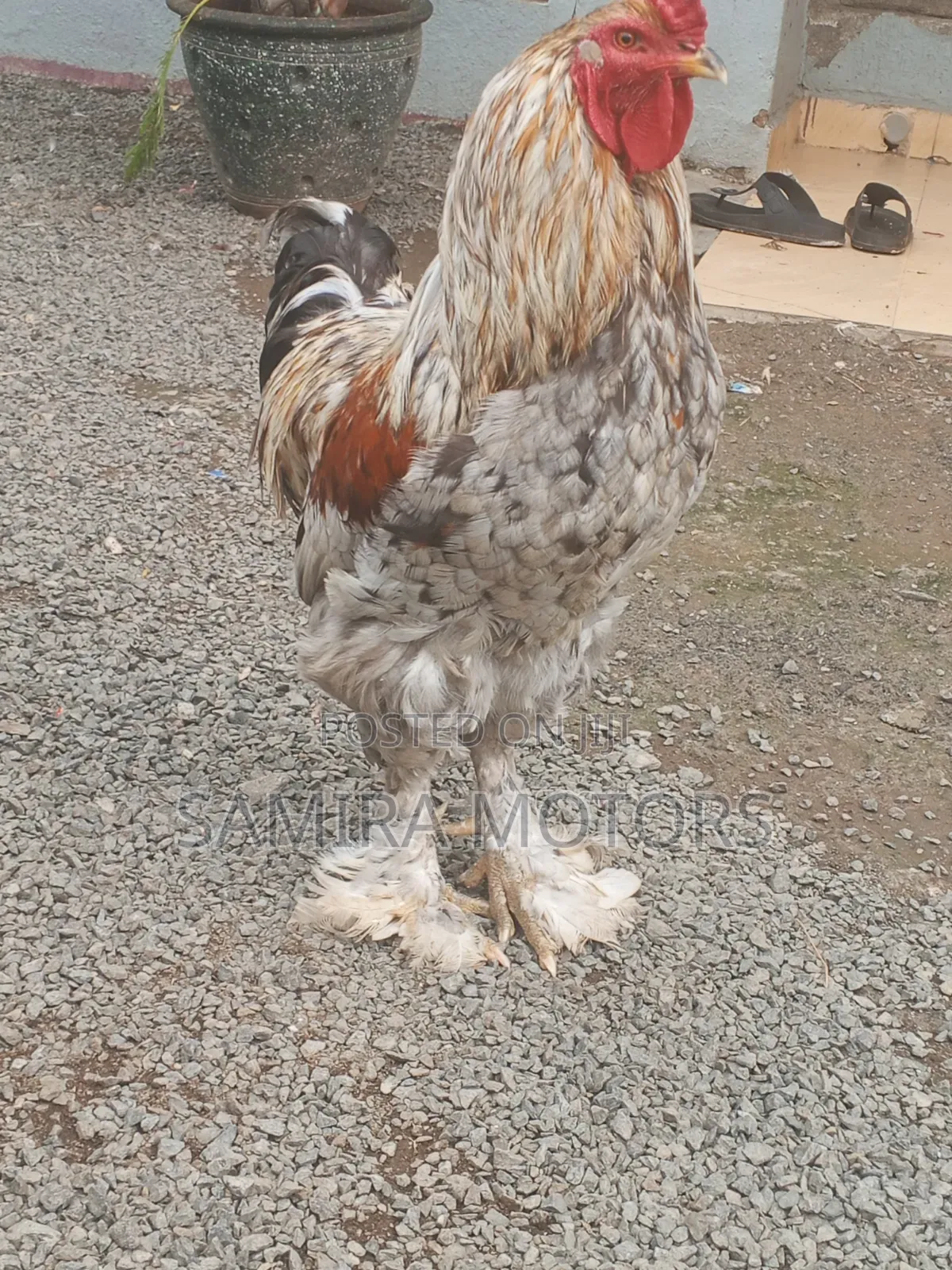 Brahma Chicken