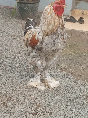 Brahma Chicken
