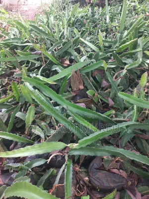 Dragon Fruit Seedlings (Red)