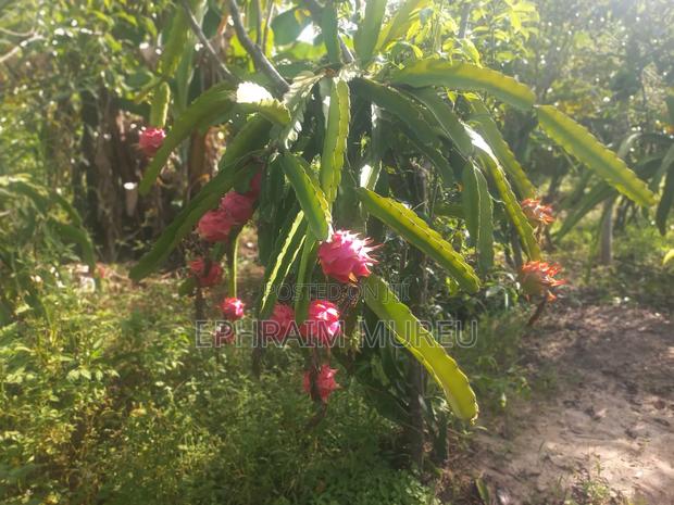 Dragon Fruit Seedlings (Red) - thumbnail 2